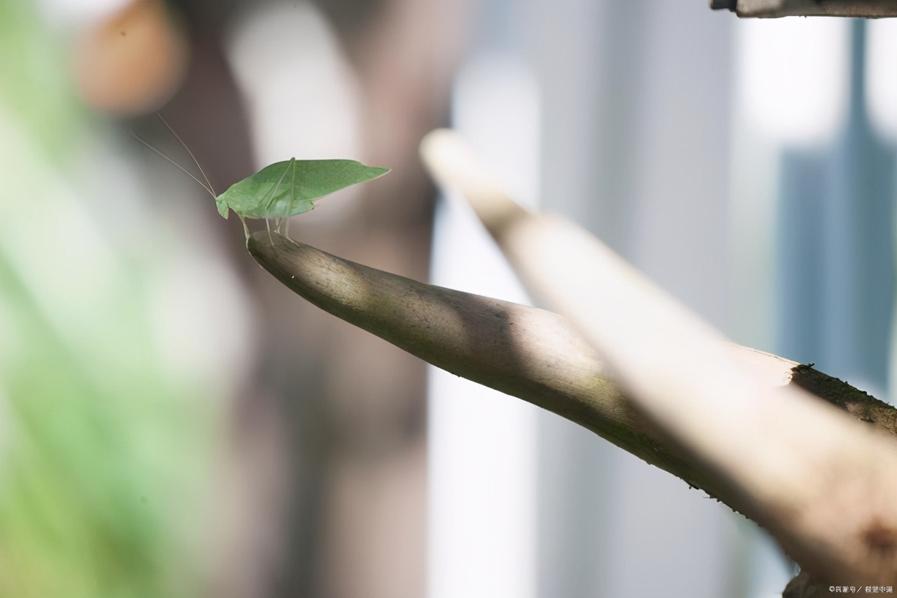 关于熊猫吃竹子的诗句,熊猫吃竹子的诗句