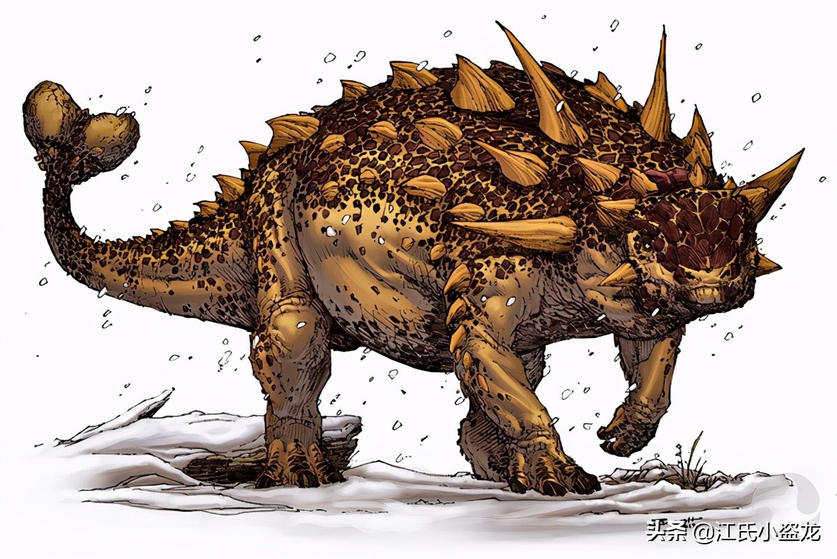 甲龙特殊形态,甲龙成年形态