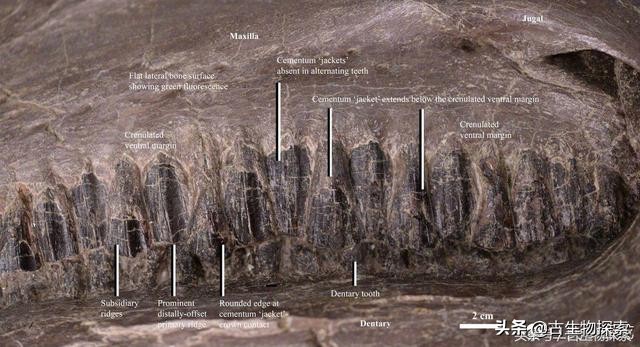 恐龙是目前发现的最古老的生物吗,恐龙是不是长颈鹿的祖先
