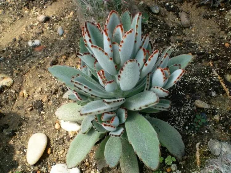 最全多肉图鉴大全,图鉴植物