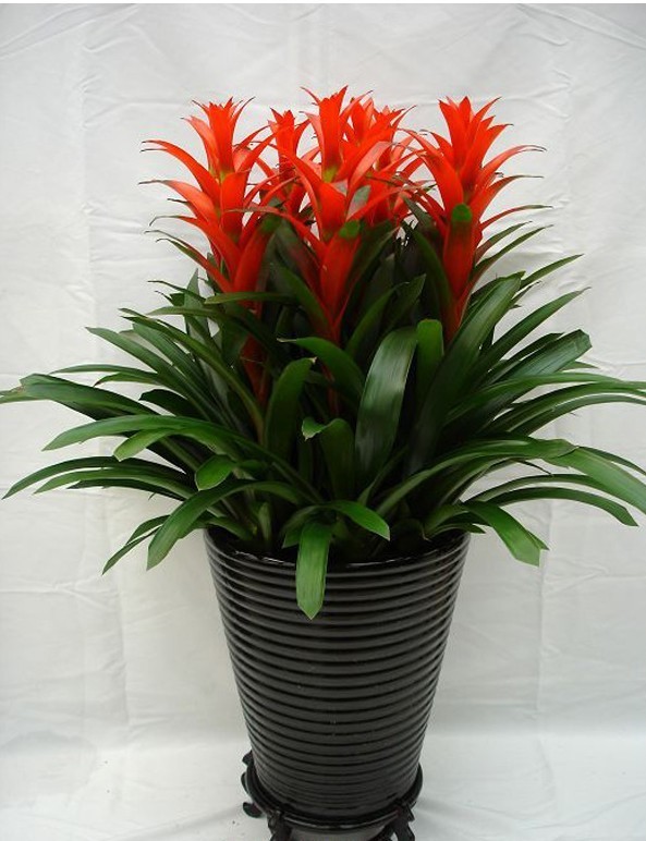 好看又好养的盆花,人养花也养人