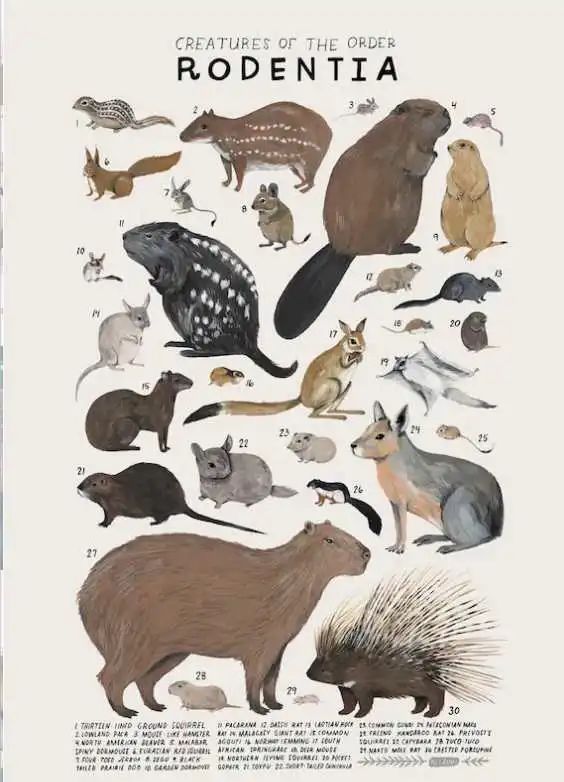 动物能不能感染上新冠,动物感染了新冠肺炎怎么办