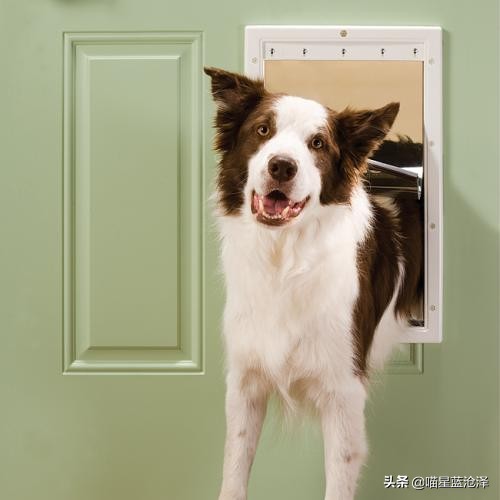 9岁狗狗凌晨4点突然狼嚎,狗狗半夜学狼叫什么意思