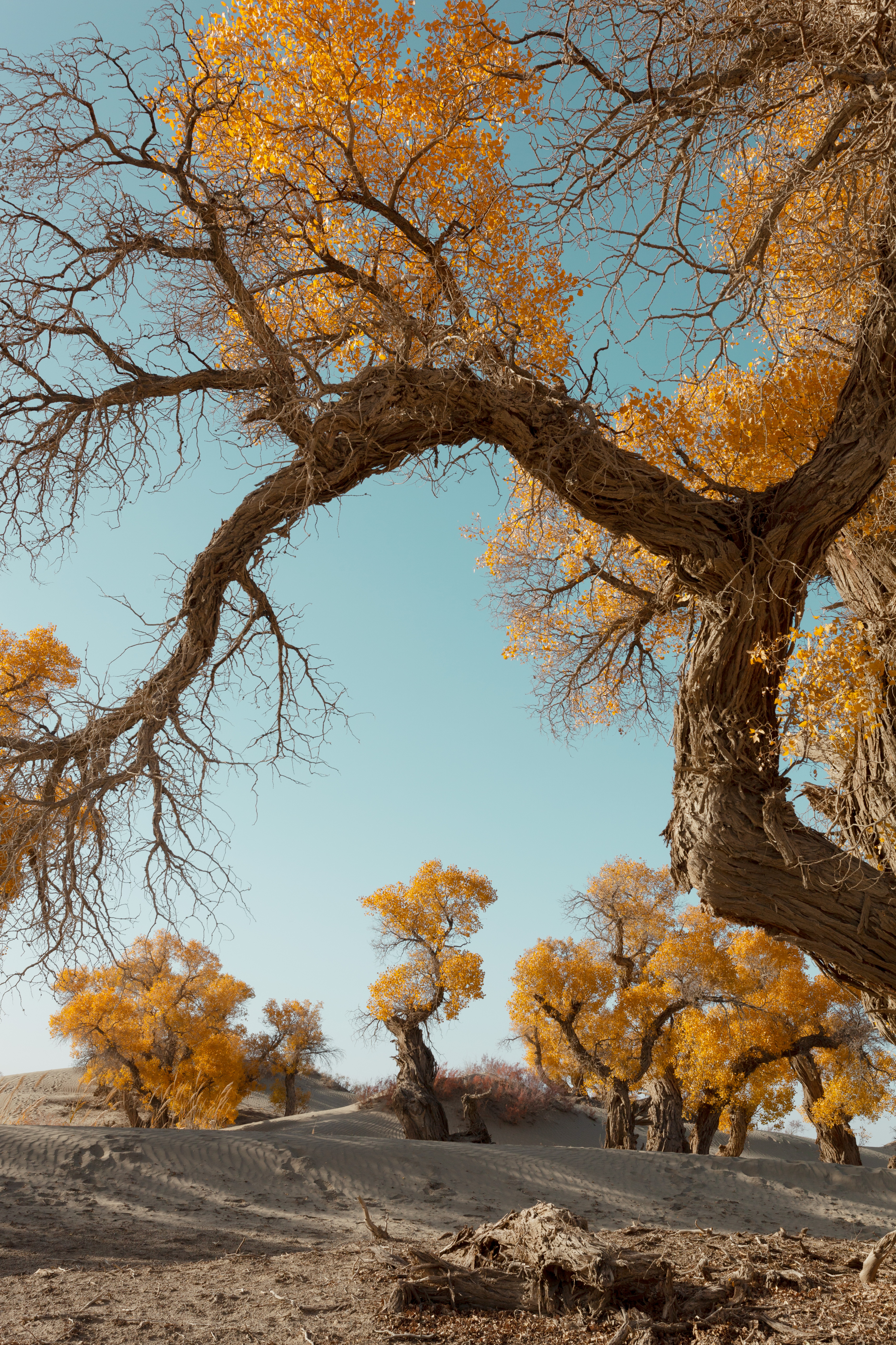 他告诉我，人有多大胆，远方就有多远