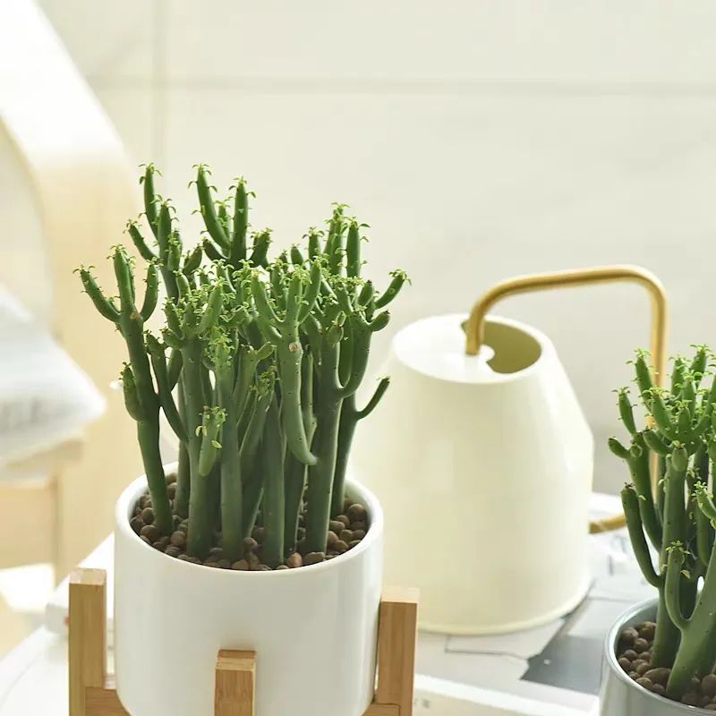 家里种光棍树多肉好不好,光棍树适合室内养殖吗