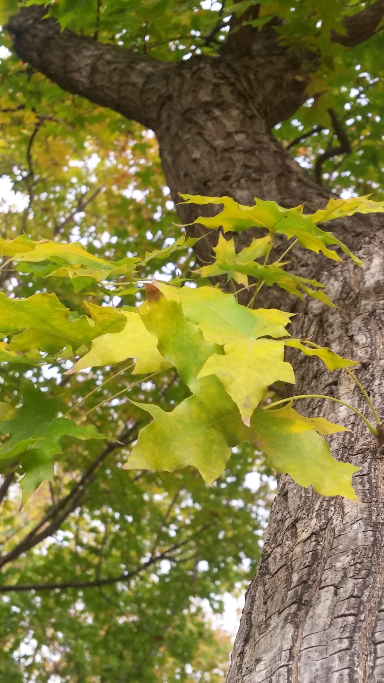 园林树木修剪的五种基本方法,园林树木修剪的正确方法