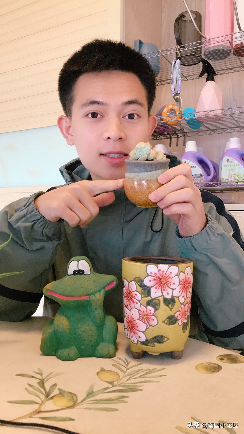 50元小熊多肉,小熊多肉多少钱一棵