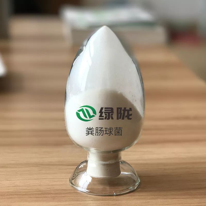 「养殖推广」解开粪肠球菌的神秘面纱