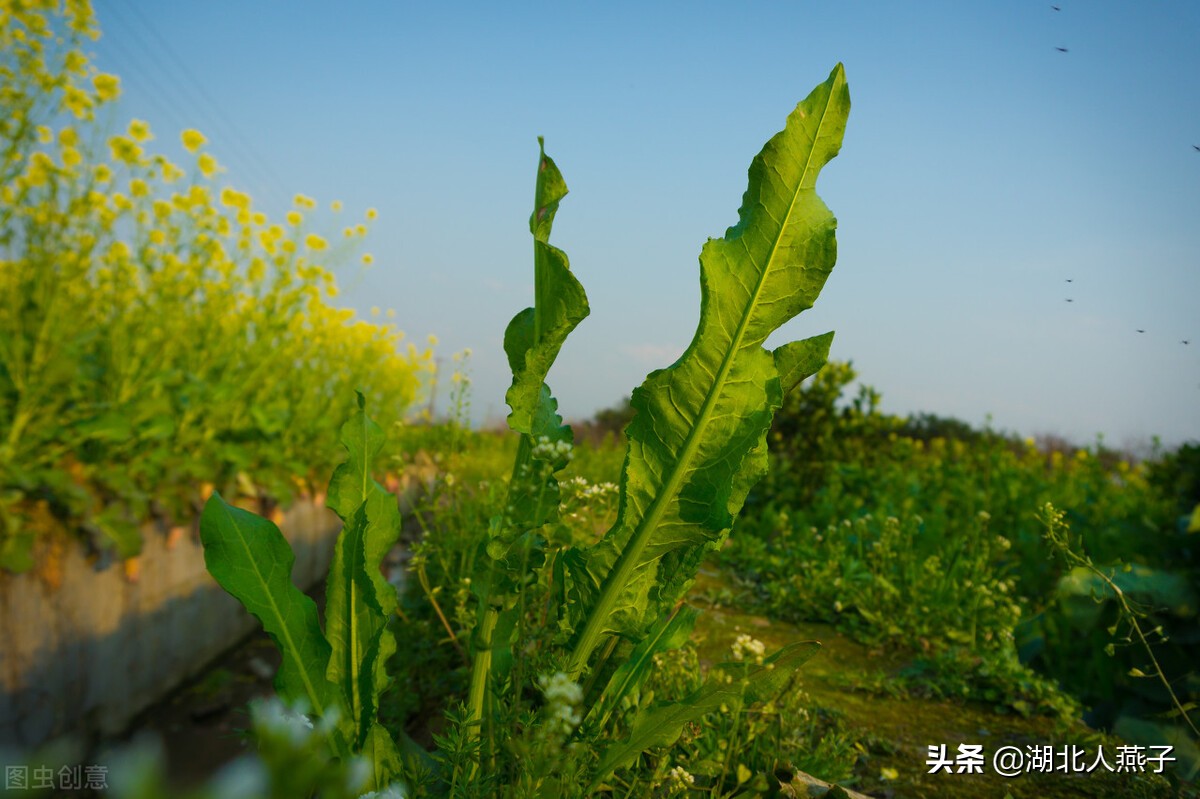 各种可以吃的野菜图片大全及名称 (100种野菜图片大全和名称和吃法)