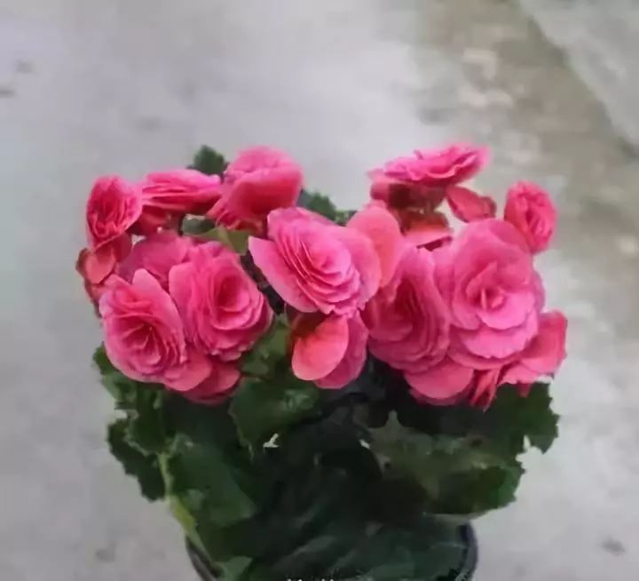 十大吸毒绿植排行榜,室内绿植吸毒王怎么养