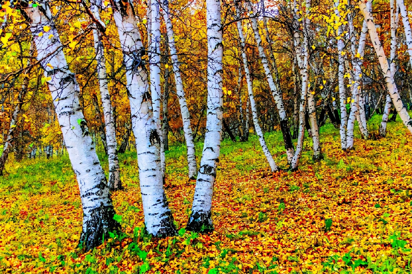 秋季最美的白桦林风景,坝上草原白桦林秋色图片