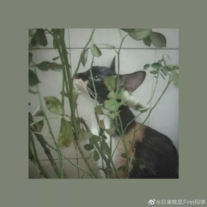 41岁宛如少女，这个“董卿的接班人”我爱了​