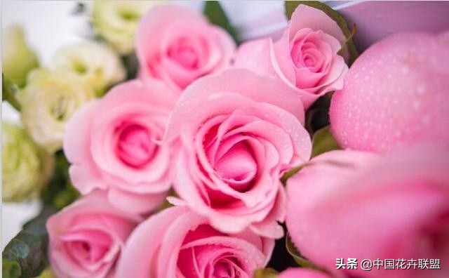 玫瑰花玫红色属于什么品种,最大冠幅玫瑰花是什么品种