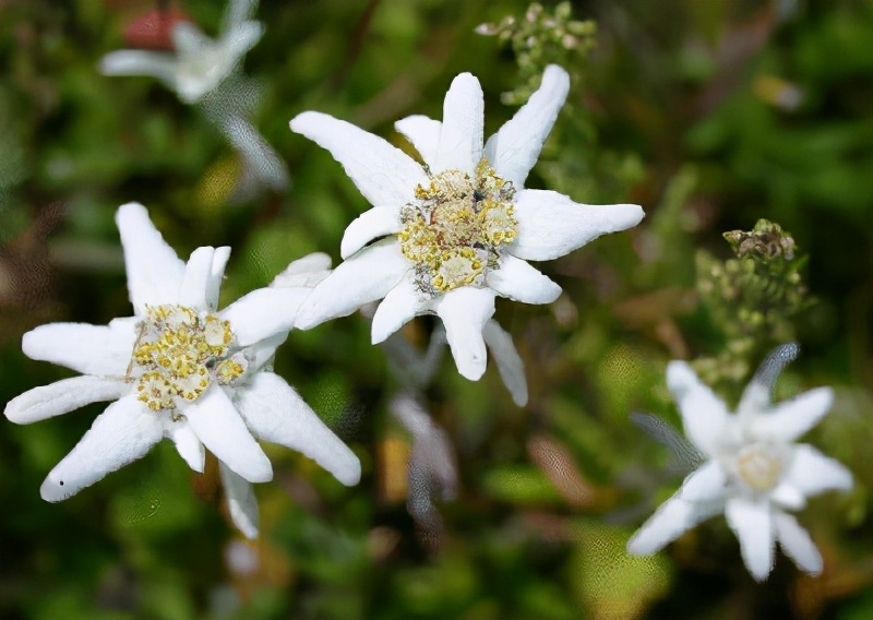 世界各国的国花和国树是什么,世界各国国花大开眼界美到爆