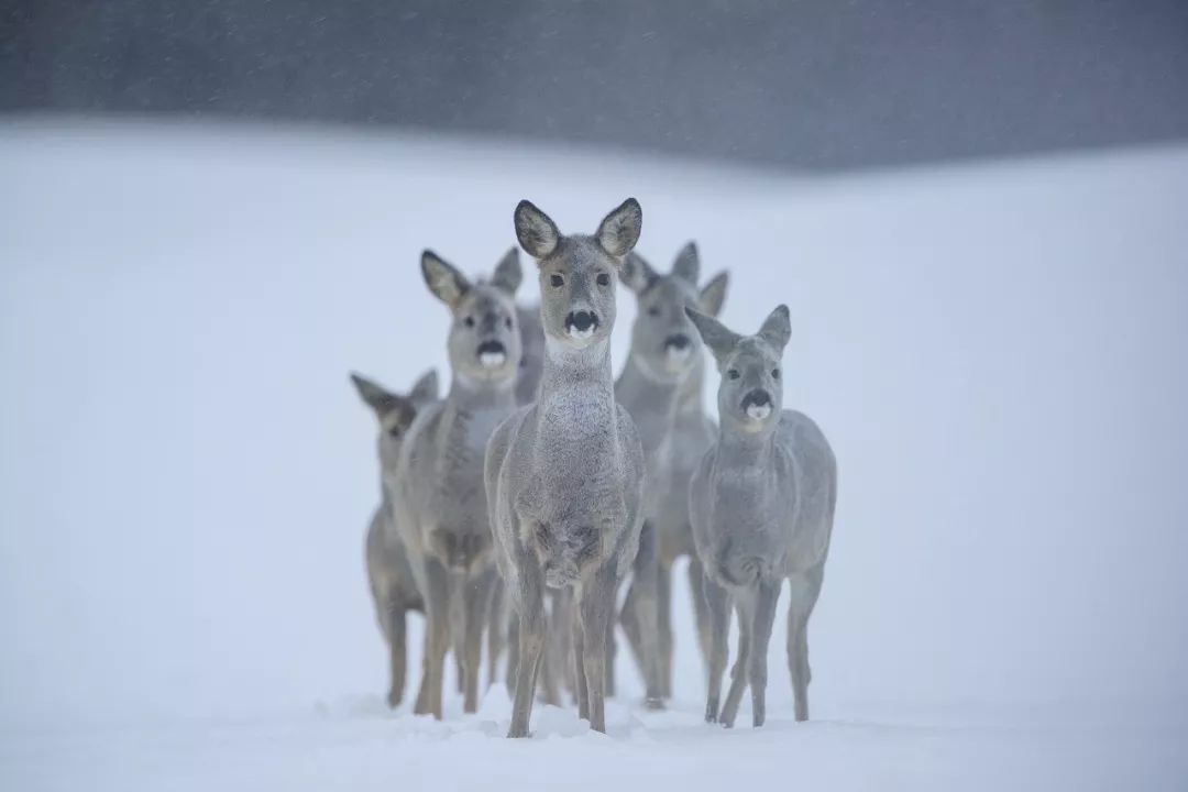 东北傻狍子到底有多傻,东北傻狍子有多傻视频