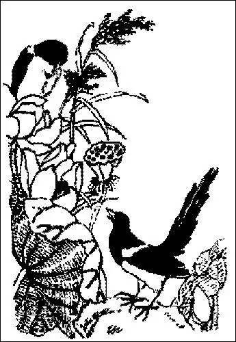 中国传统吉祥寓意图案,中国传统吉祥图案简笔画