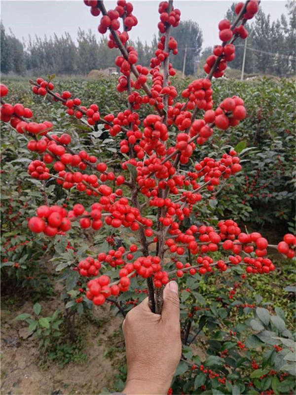 什么品种的冬青树比较好,北美冬青红遍中国