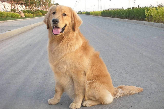 金毛老咬尾巴怎么办,金毛咬尾巴怎么回事