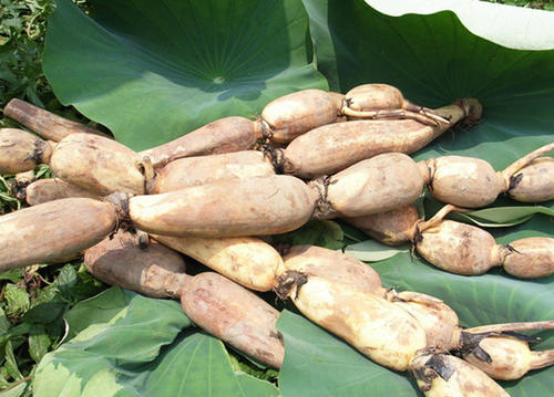 买莲藕怎么挑选莲藕好吃,莲藕怎么选才是最好的