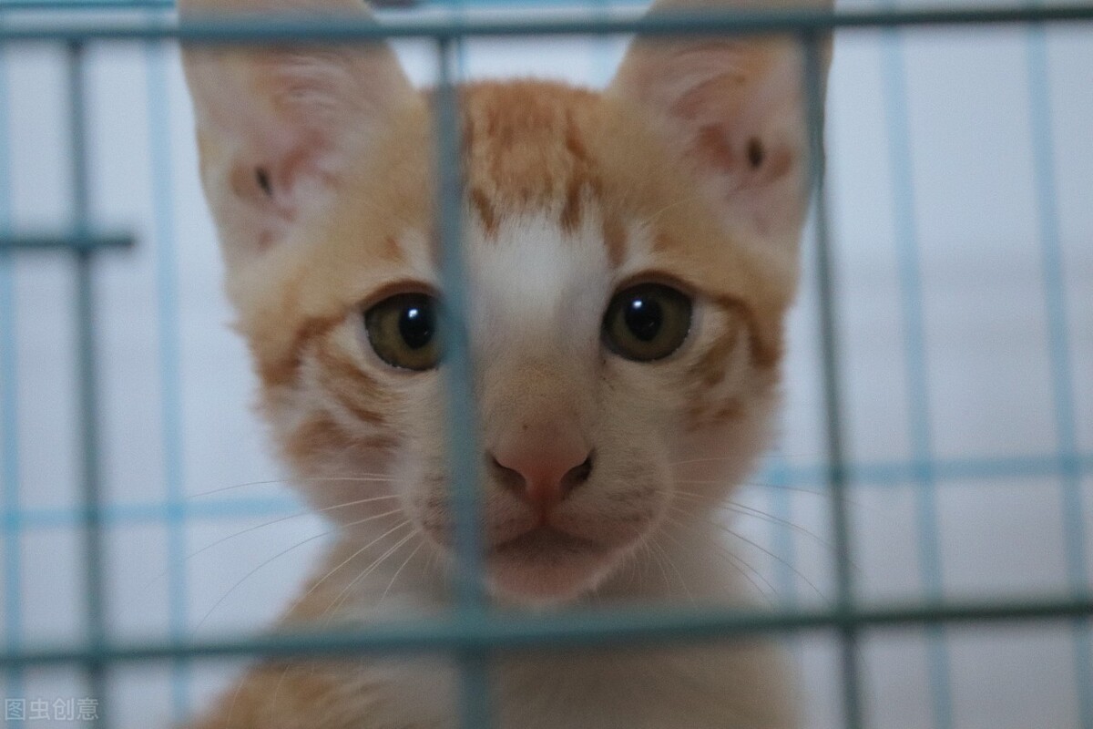 猫长猫癣会传染人吗,奶猫得了猫癣怎么办