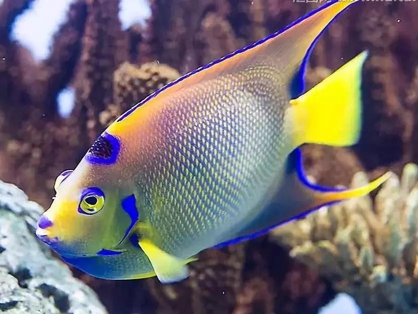 fot海水观赏鱼,fot鱼品种