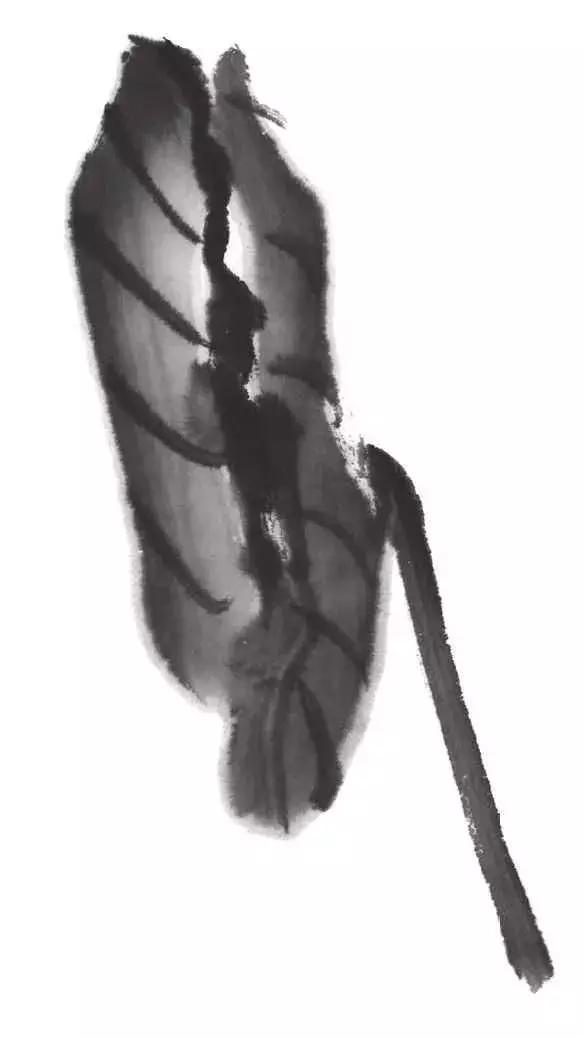 白描荷花的画法图片,如何画荷花白描大片