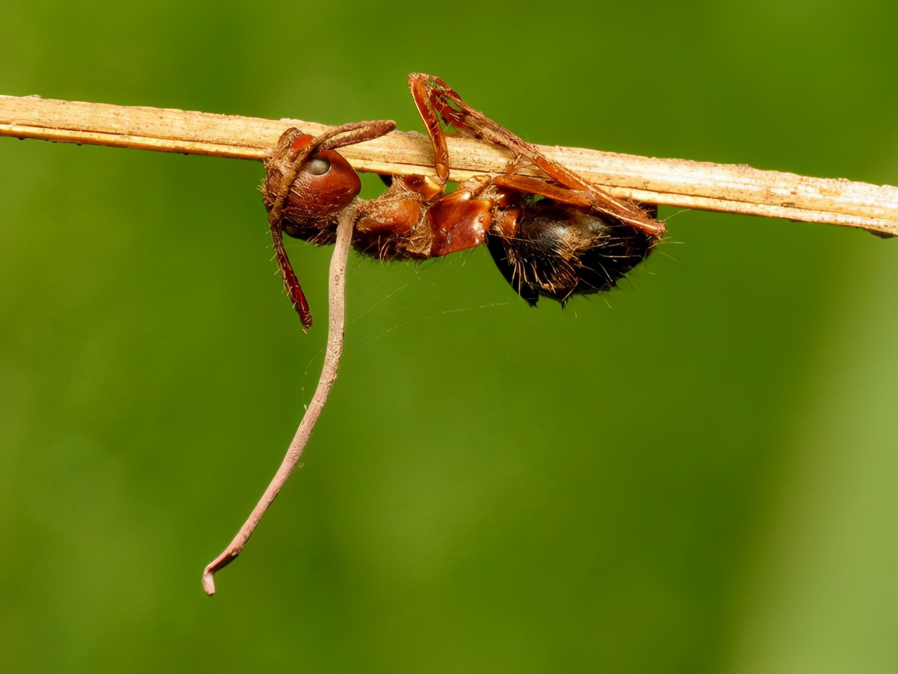 十七年蝉和普通蝉可以繁殖吗,17年出现一次的蝉
