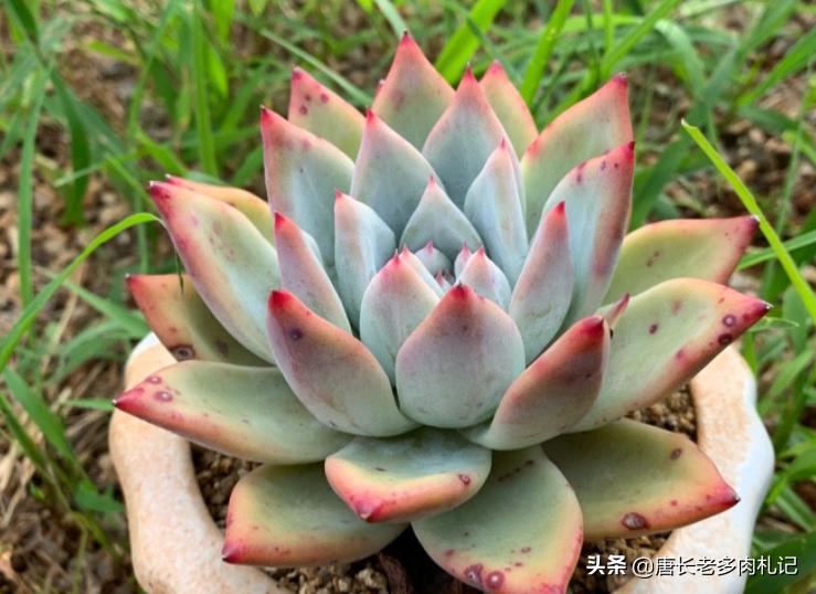 新买的裸根多肉修根后要晾几天,刚买的裸根多肉如何栽种