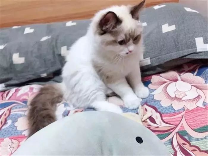 猫咪每天晚上不睡觉的原因,猫咪晚上突然不正常