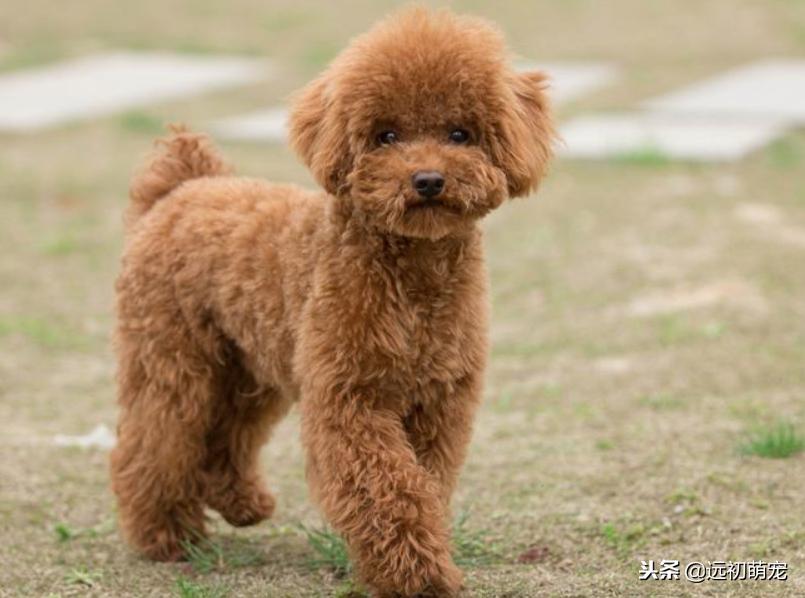 流浪宠物小泰迪怎么养好,一只小泰迪的乐趣