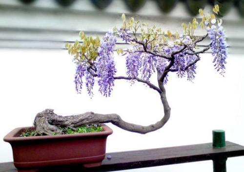 紫藤花有仙气吗怎么养,紫藤的养护方法