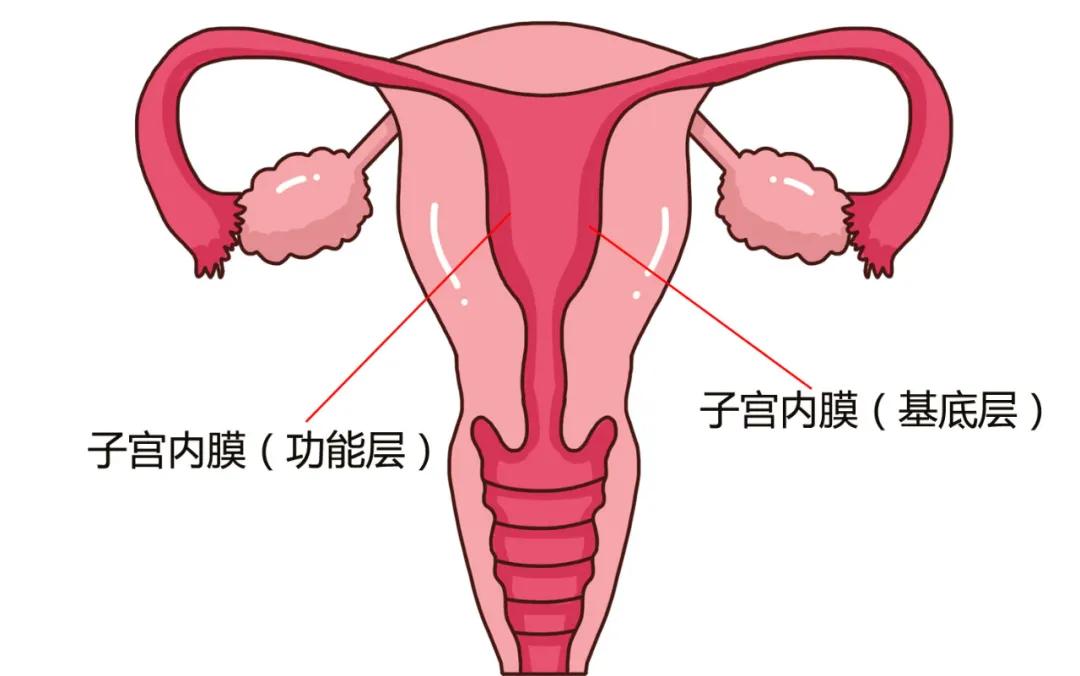 子宫内膜太薄了该怎么调理,子宫内膜0.7是厚还是薄