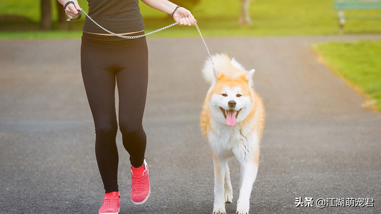 养狗一定不能让狗走在前面么,养狗不遛狗的后果