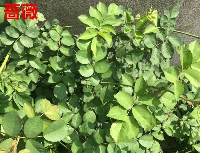 真正的月季花苗,最便宜的月季苗