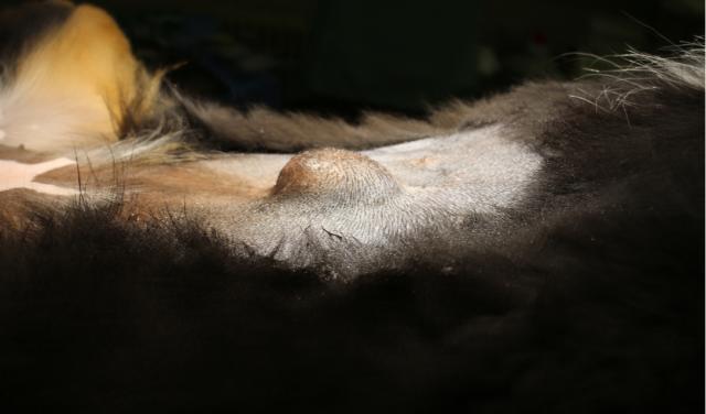 狗狗的肚脐凸起图片,狗狗脐疝鼓包为什么会漏