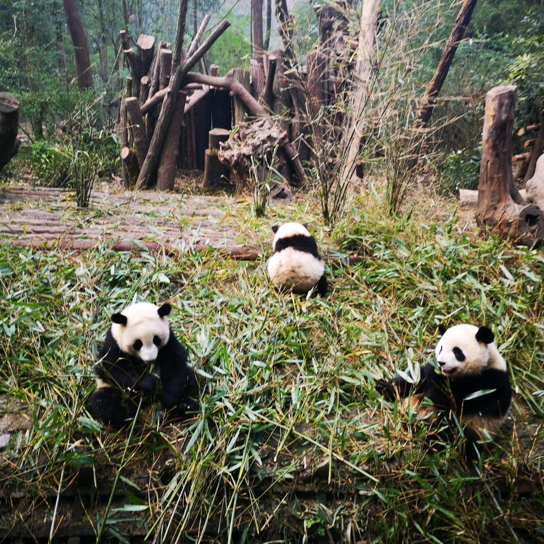 成都亲子游攻略五天四晚,成都亲子游旅游攻略2-3岁孩子