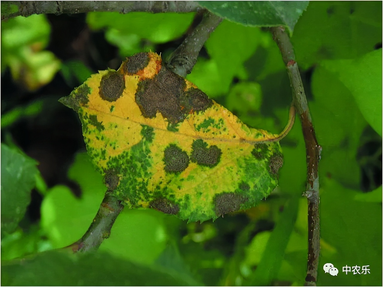 雨后果园四样活，样样都重要
