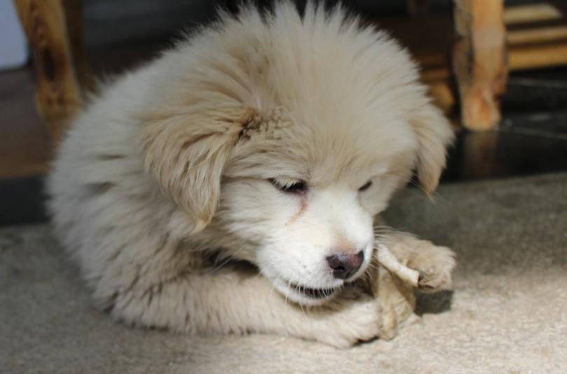 狗狗不能吃的十种食物,狗狗不能吃的食物你知道多少