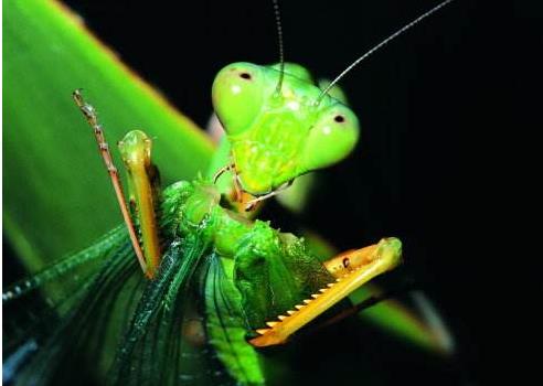 昆虫界的顶尖杀手,昆虫界的生存法则也残忍
