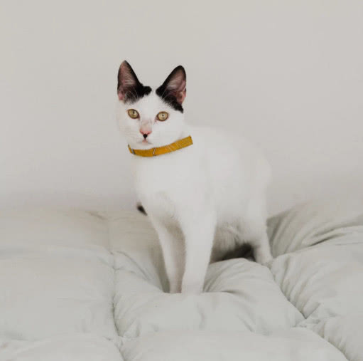 猫咪害怕时会有呼噜声吗,猫咪会因为害怕发出呼噜声吗