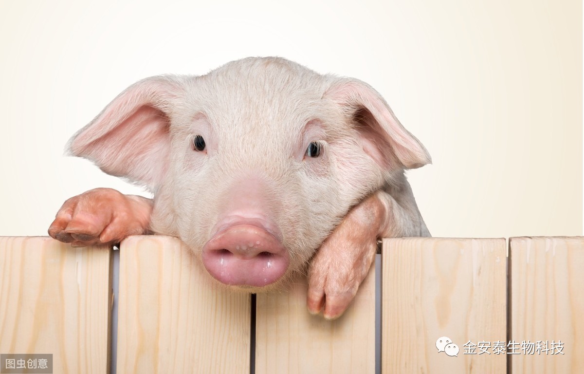 猪急性喘气怎么治疗,猪急性肠胃炎有哪几种治疗方法