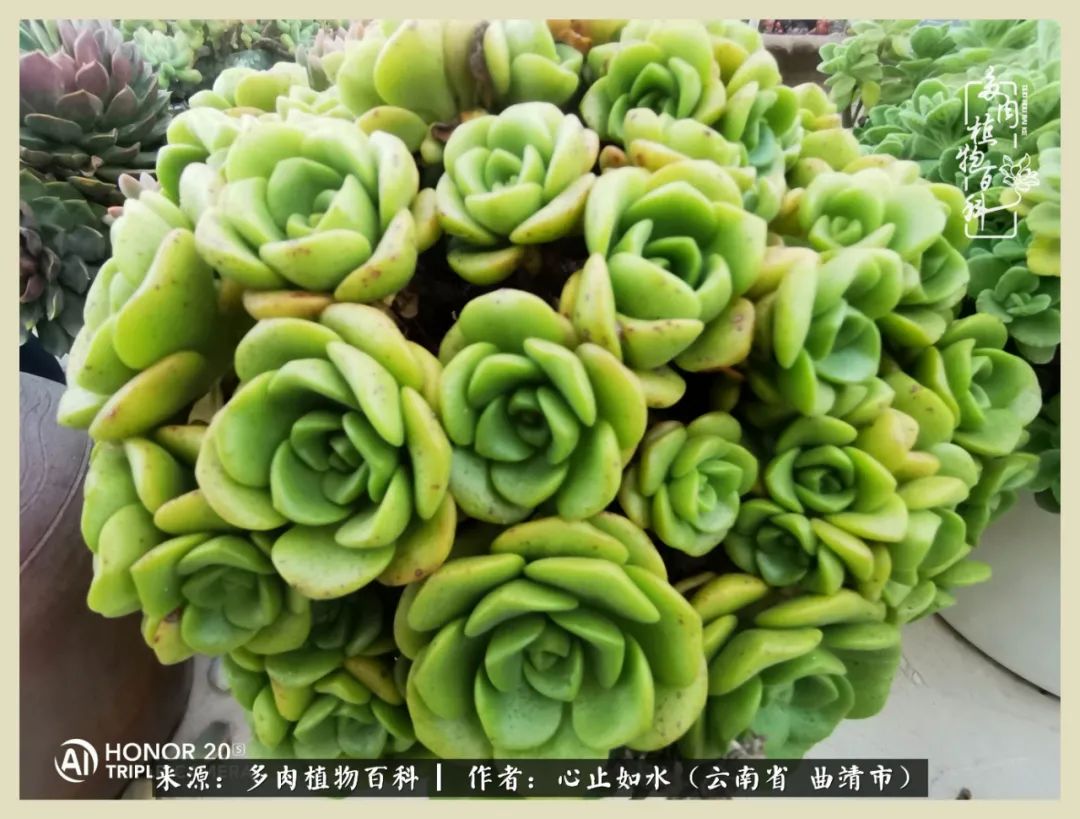 感谢陪伴感恩所有的遇见,让每个人都能感受到多肉的美好