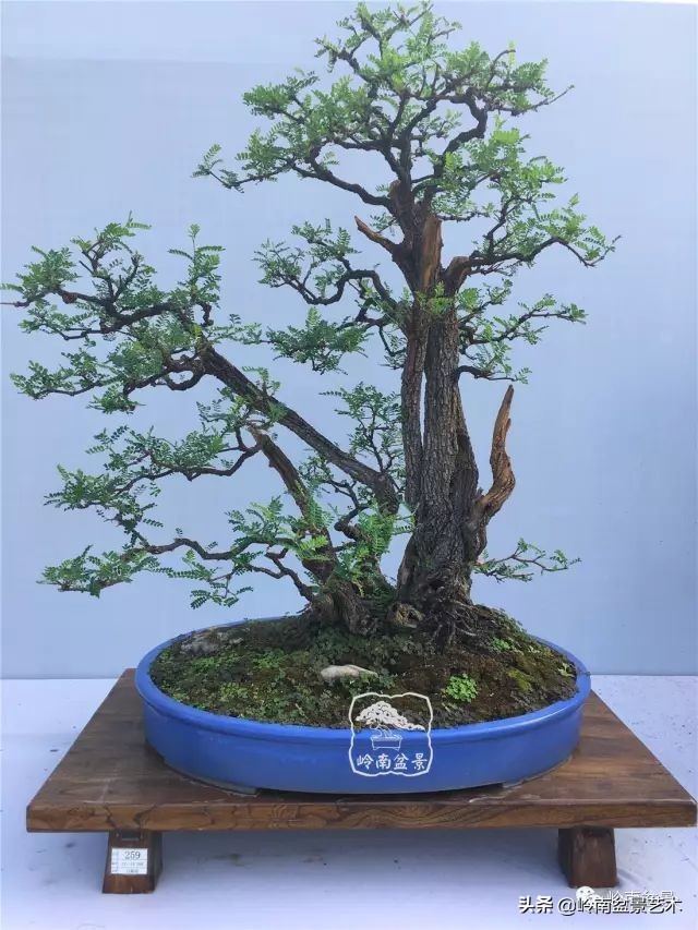 杂木盆景也毫不逊色,杂木盆景值钱吗