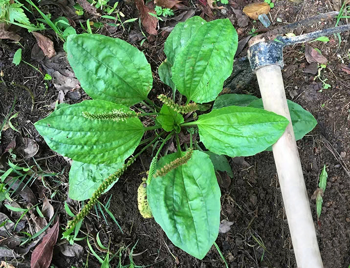 路边的野草是个宝,不起眼的野草车前草