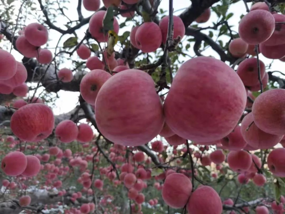 瓦房店真是个好地方,爱上大连这座城