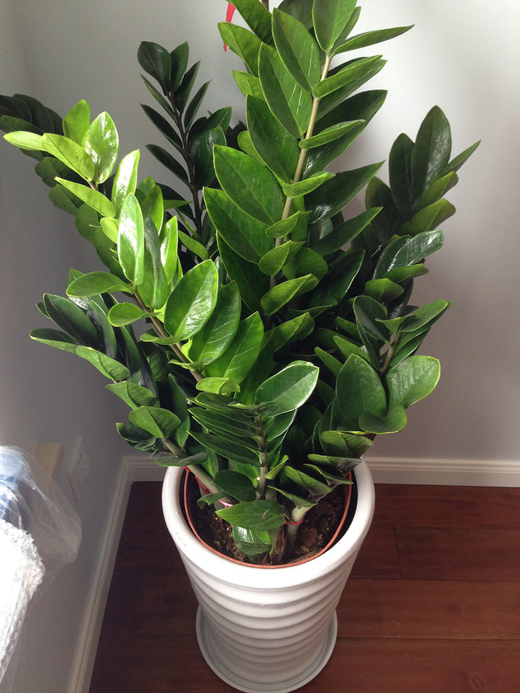 好养的盆栽花卉大全,人养花花