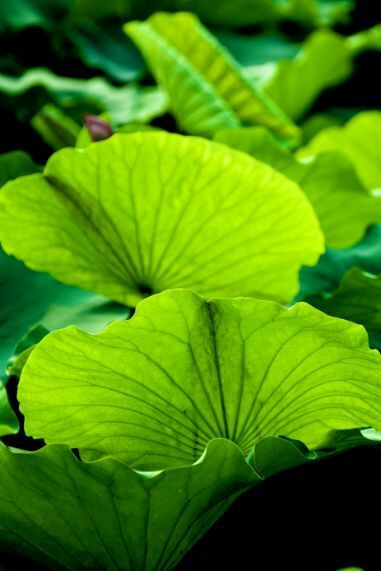 荷叶田田垂柳依依,荷叶田田杨柳依依