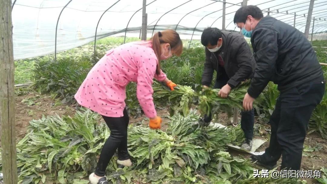信阳光山蔬菜直通车开进北京城,蔬菜直通车进家门口