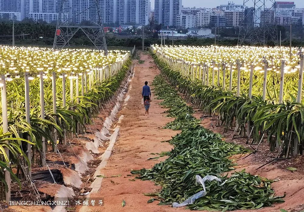 做把“村姑”，走进海南灯火灿烂的火龙果园