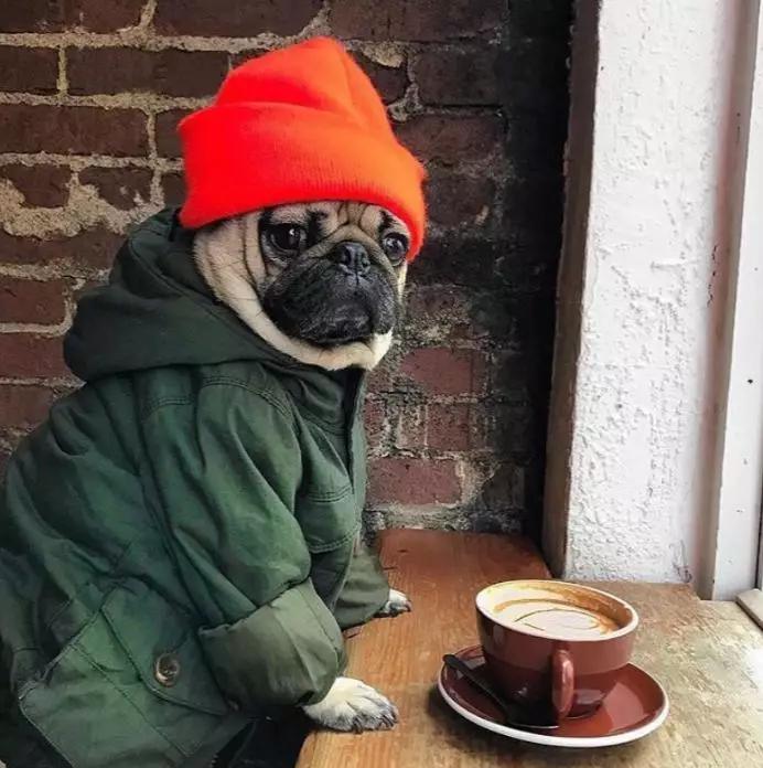 宠物能喝纯牛奶吗,宠物能喝白酒吗